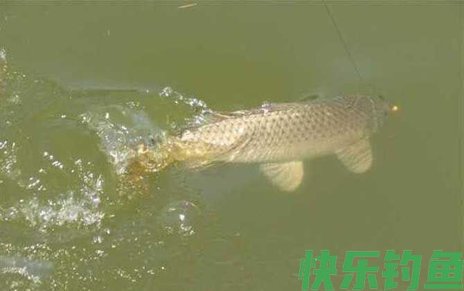 野钓鲤鱼商品饵料配方大全