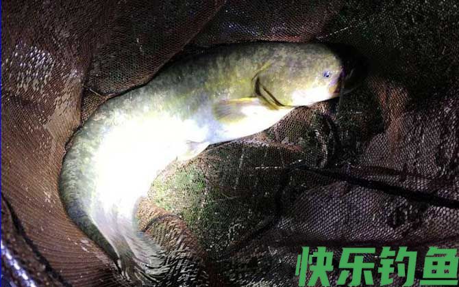 鸡肠子钓鱼都钓些什么鱼？