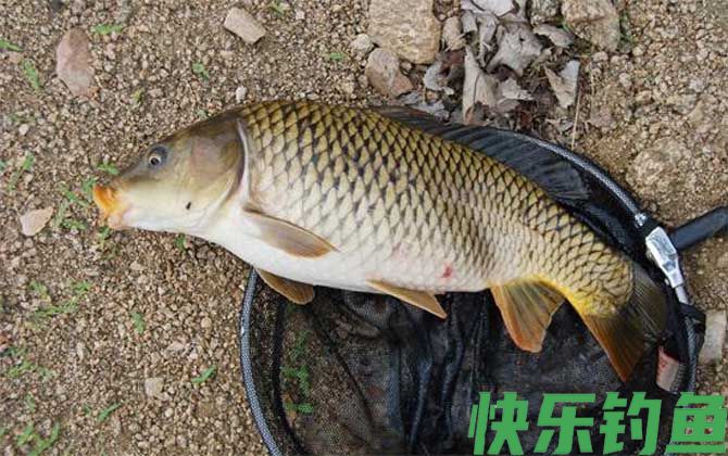 秋天用什么饵料钓鲤鱼最好？