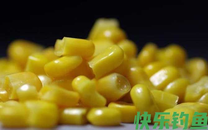 钓鲫鱼能用玉米粒吗？
