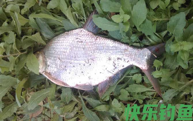 野钓鳊鱼用什么饵效果好？