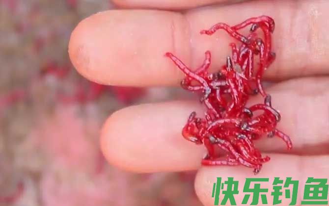 春天钓鱼用什么饵料?