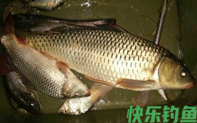 夏季钓鲤鱼老三样饵料配方