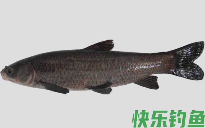 用什么小药钓青鱼草鱼？