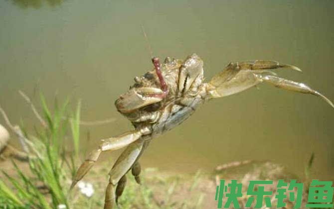 什么食物引诱螃蟹最快?