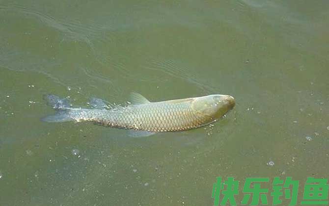 草鱼最爱吃什么饵料?