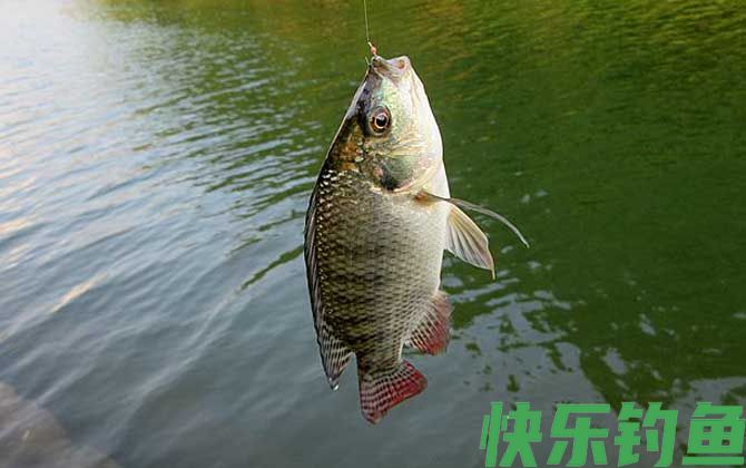钓罗非鱼用什么钓最好?