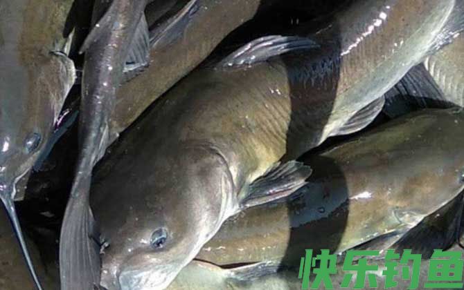 钓鮰鱼用什么饵料最好?