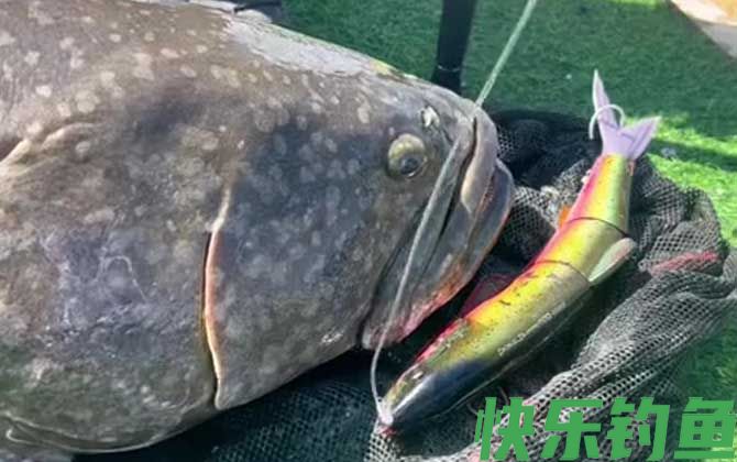 钓龙趸用什么饵料最好?