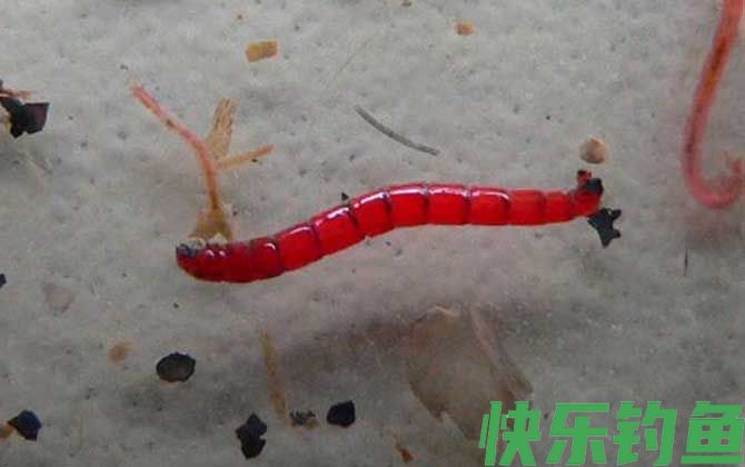 红虫和蚯蚓的区别