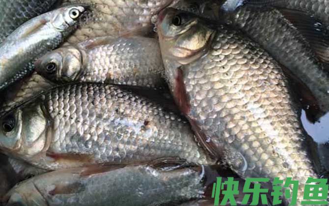 野钓鲫鱼最佳饵料配方