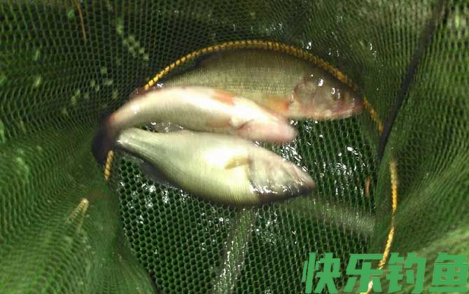 钓鲈鱼的最佳饵料是什么?