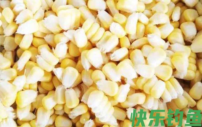 嫩玉米怎么泡制好钓鱼?