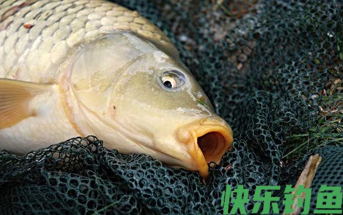 四季钓鲤鱼饵料配方大全