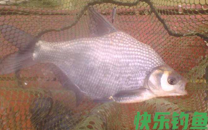 黑坑钓鳊鱼用什么饵料？