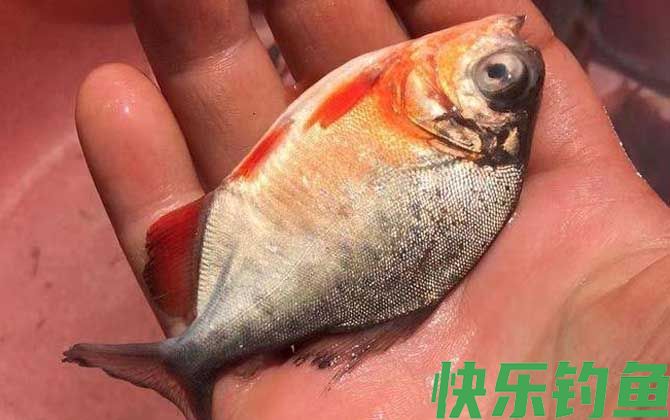 淡水白鲳鱼用什么饵料钓?