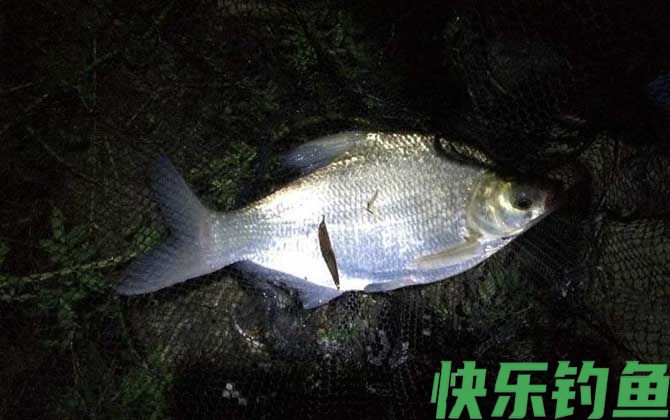 夜钓用什么饵料好?