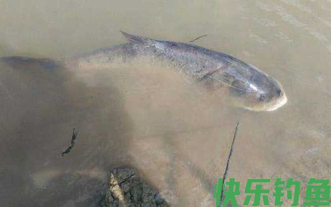 鲢鳙喜欢什么味道的饵料?