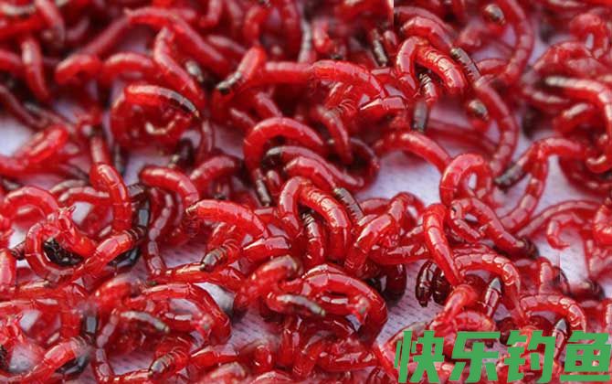 钓鲫鱼用蚯蚓好还是红虫好?