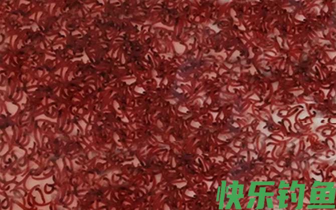 红虫保存温度多少合适?