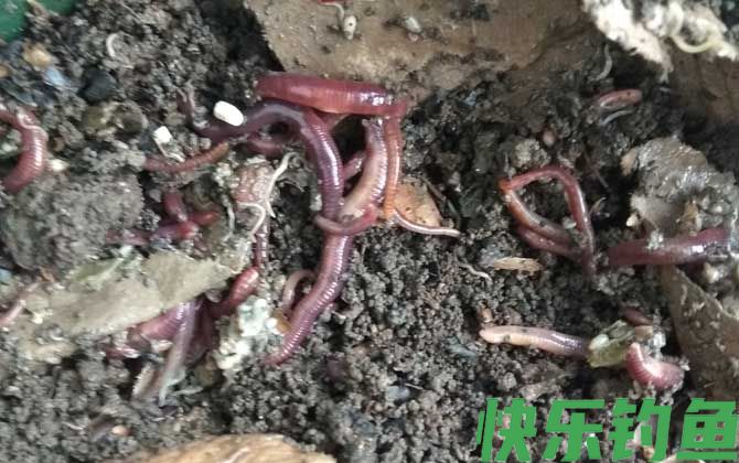 河里野钓用什么饵料？