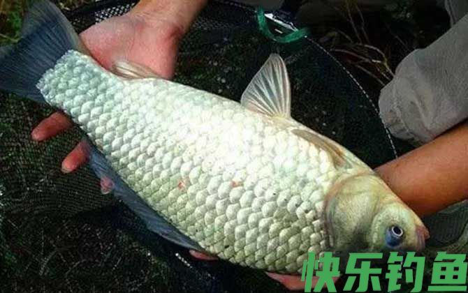 鲫鱼喜欢吃什么味道的饵料？