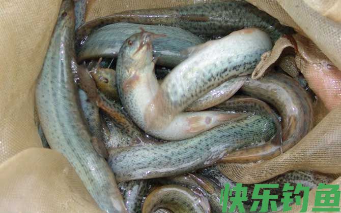 捉野生泥鳅用什么诱饵最好？