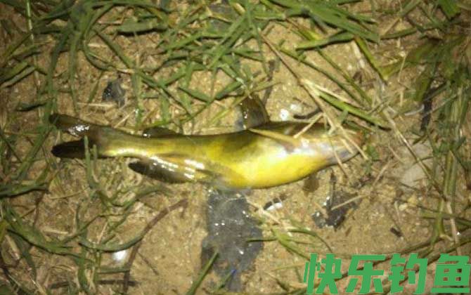 钓嘎鱼用什么饵料最好?