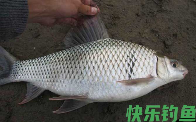 钓鲮鱼用什么商品饵料最好？