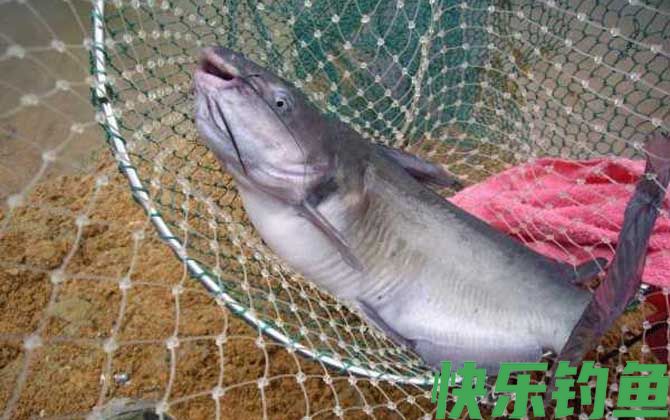 用什么饵料钓鲶鱼最快？