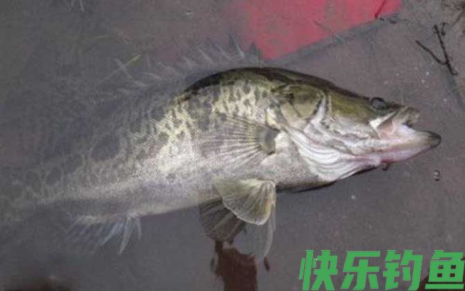 路亚鳜鱼用什么颜色的饵？