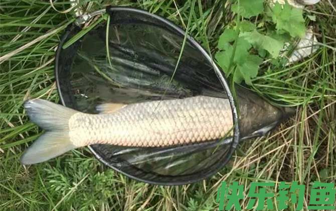 钓草鱼和鲤鱼用什么饵料最好？