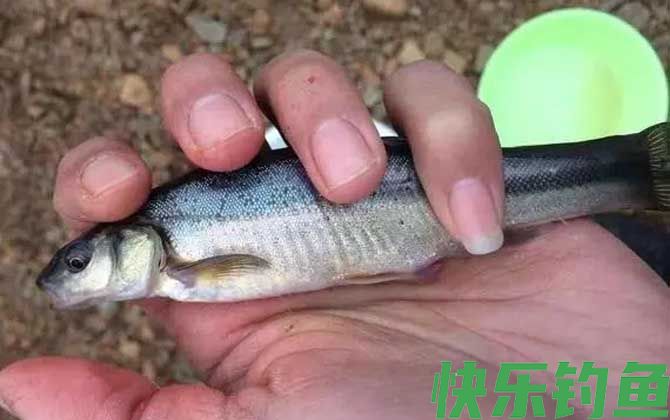 钓柳根鱼用什么饵料？