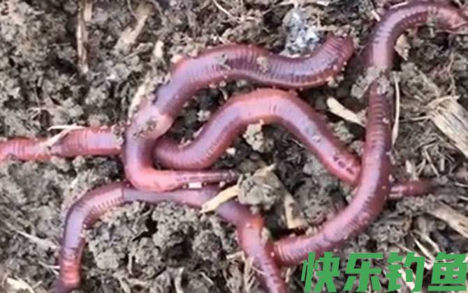 活饵是什么意思？