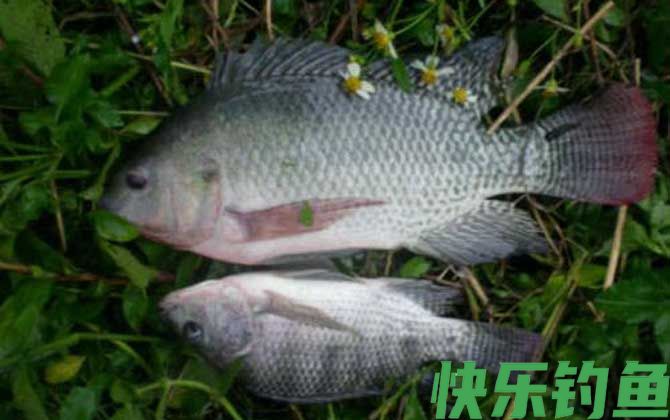 罗非鱼用蚯蚓好钓吗？