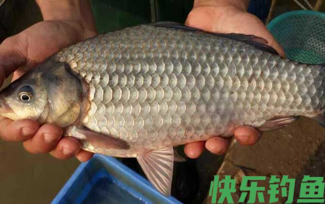 野钓鲫鱼窝料自制配方大全