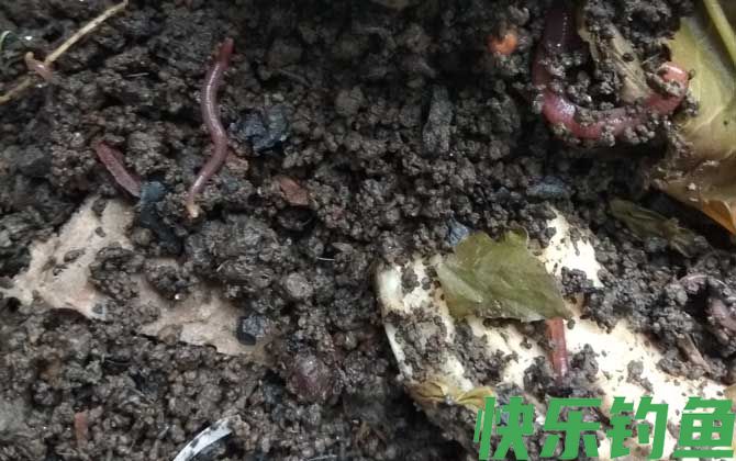 蚯蚓对植物有害吗？