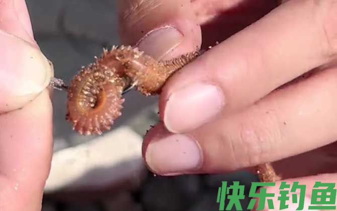 沙蚕可以钓淡水鱼吗？