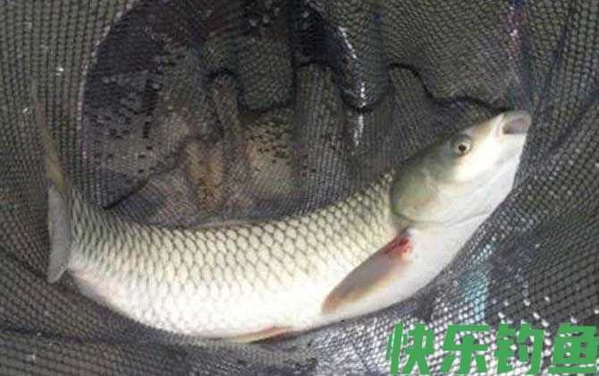 冬季钓草鱼用什么鱼饵最好?