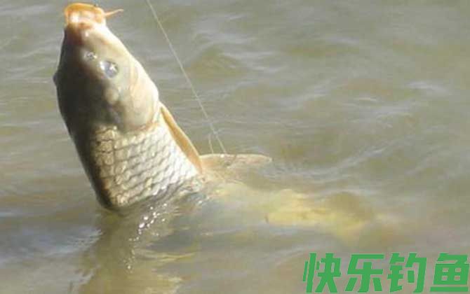 冬季钓鲤鱼用玉米粒好用吗？