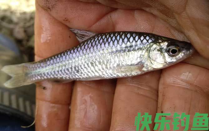 钓麦穗鱼用面筋饵可以吗？