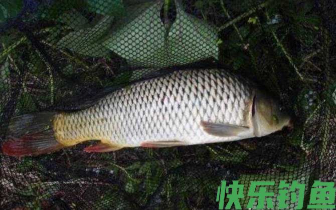 花生麸打窝钓鲤鱼怎么样？