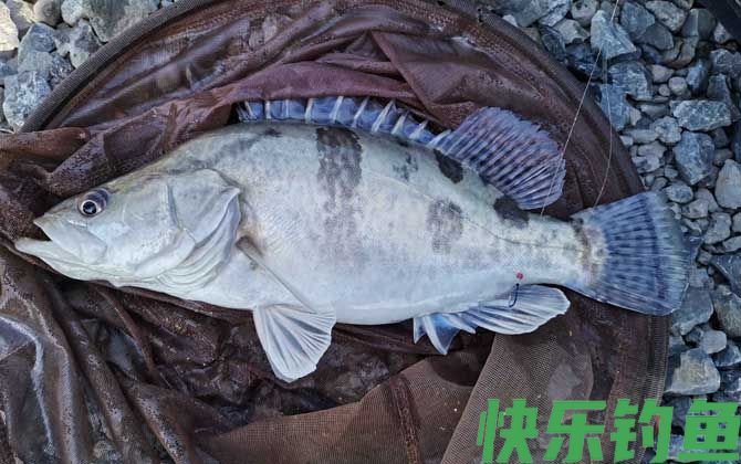 野生桂鱼喜欢吃什么饵料？