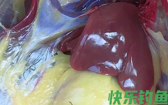 鸡肝钓鱼好还是鸭肝好?