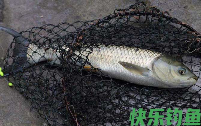 黑坑钓草鱼用什么小药？