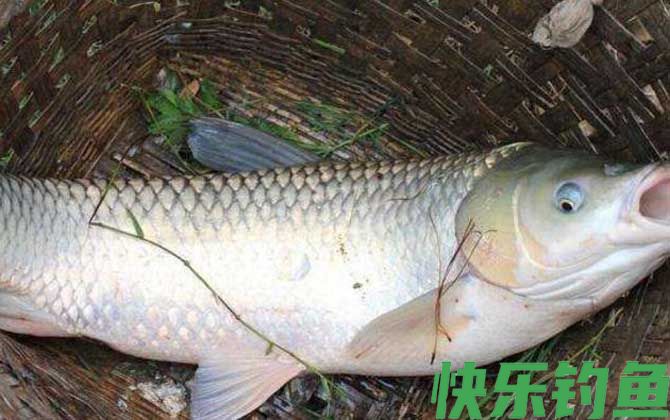 大蒜钓草鱼效果怎么样?