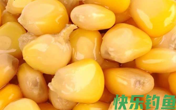 鲤鱼最爱吃三种饵料