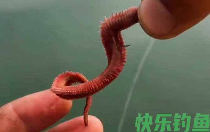 沙蚕钓鱼怎么挂钩才好？