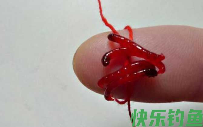 为什么红虫钓的鱼不能吃？