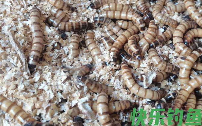 钓鱼为什么禁用面包虫？